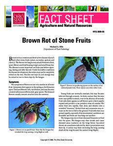 Monilinia fructicola / Conidium / Plant pathology / Peach / Fungicide use in the United States / Black rot / Ascomycota / Biology / Sclerotiniaceae