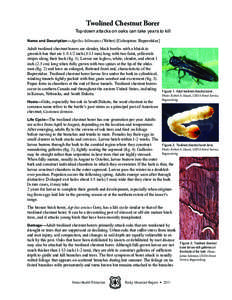 Twolined Chestnut Borer  Top-down attacks on oaks can take years to kill Name and Description—Agrilus bilineatus (Weber) [Coleoptera: Buprestidae]  Adult twolined chestnut borers are slender, black beetles with a bluis