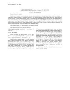 Litsea glaucescens / Lauraceae / Congea chinensis / Verbenaceae