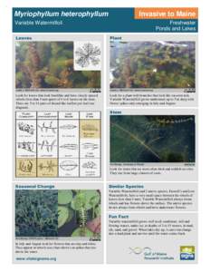 Myriophyllum heterophyllum  Invasive to Maine Variable Watermilfoil