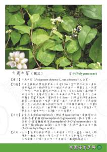 火炭母草（圖經）  蓼科(Polygonaceae) 【學名】火炭母草（Polygonum chinense L. var. chinense）之全草。 【形態】多年生披散或攀緣狀草本，長達1.5m；莖下部多分枝。匍地