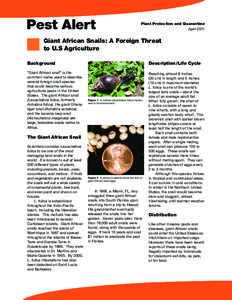 Pest Alert Plant Protection and Quarantine April 2011