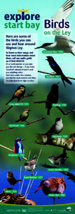 Warbler / Eurasia / Chiffchaff / Ornithology / Slapton Ley / Fauna of Asia / Blackcap