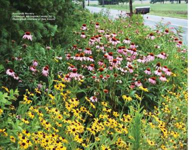 Pinelands Nursery Columbus, Burlington County, NJ Photograph courtesy of Don Knezik Key Points: • Rain gardens are low maintenance gardens, not no