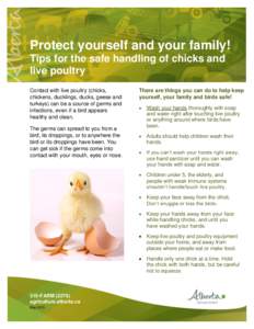 Protect yourself and your family! Tips for the safe handling of chicks and live poultry Contact with live poultry (chicks, chickens, ducklings, ducks, geese and turkeys) can be a source of germs and