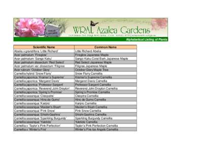 Alphabetical Listing of Plants in WRAL Azalea Gardens Alphabetical Listing of Plants Scientific Name Abelia x grandiflora ‘Little Richard’ Acer palmatum ‘Fireglow’ Acer palmatum ‘Sango Kaku’