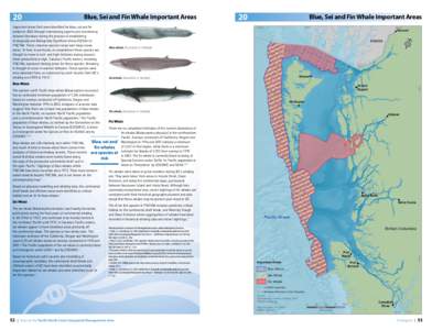 20  Blue, Sei and Fin Whale Important Areas Important Areas (IAs) were identiﬁed for blue, sei and ﬁn whales in 2006 through interviewing experts and considering