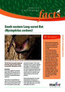 MALLEE CATCHMENT At a glance •	 The South-eastern Long-eared Bat is listed as vulnerable under