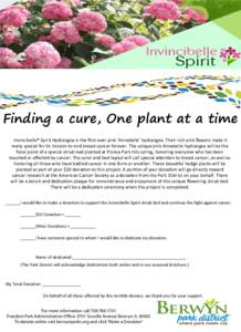 Finding a cure, One plant at a time Invincibelle® Spirit Hydrangea is the ﬁrst-ever pink ‘Annabelle’ hydrangea. Their rich pink ﬂowers make it really special for its mission to end breast cancer forever. The uni