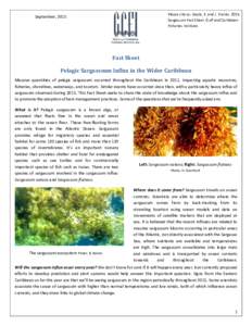 Please cite as: Doyle, E. and J. FranksSargassum Fact Sheet. Gulf and Caribbean Fisheries Institute. September, 2015