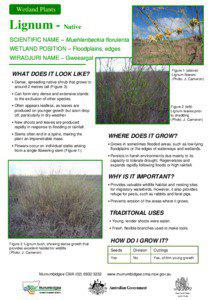 Environment of Australia / Muehlenbeckia florulenta / Lignum / Muehlenbeckia / Wetland / Floodplains / Lake Eyre basin / Flora of Australia / Flora of New South Wales / Natural history of Australia