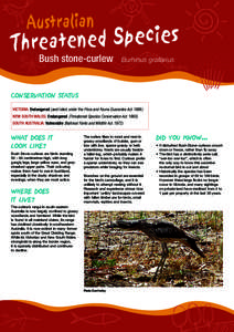 Bush stone-curlew Burhinus grallarius