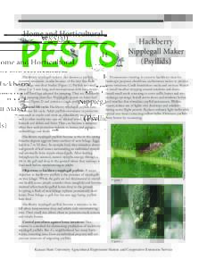 MF957 Hackberry Nipplegall Maker (Psyllids): Home and Horticultural Pests