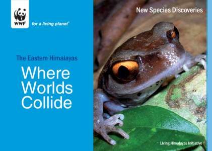 New Species Discoveries  The Eastern Himalayas Where Worlds