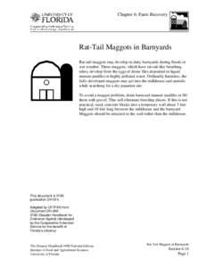 Chapter 6: Farm Recovery  Rat-Tail Maggots in Barnyards Rat-tail maggots may develop in dairy barnyards during floods or wet weather. These maggots, which have rat-tail-like breathing tubes, develop from the eggs of dron