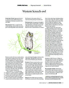 Western Screech Owl / Screech owl / Eastern Screech Owl / Fauna of South America / Megascops / Owls