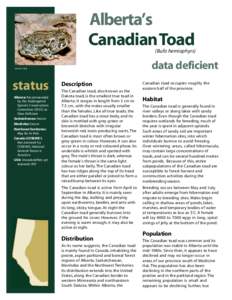 Alberta’s Canadian Toad (Bufo hemiophyrs) data deficient