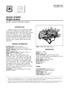 Fact Sheet ST-6 November 1993 Acacia wrightii Wright Acacia1 Edward F. Gilman and Dennis G. Watson2
