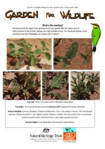 Garden for Wildlife Newsletter Alice Springs NT No. 18 December[removed]What’s this seedling? Wondering what the ‘green thing’ growing around your garden after the recent rains is? Here are some of the common species