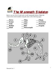 The Mammoth Skeleton Below you see a list of words and a woolly mammoth skeleton. Match the words to the circled numbers using the clues on the following pages. Pelvis Femur