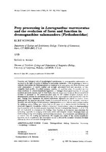 Biological Journal of the I.innean Socieb (1993), 49: [removed]With 3 figures  Prey processing in Leurognathus rnarrnoratus and the evolution of form and fmction in desmognathine salamanders (Plethodontidae) KURT SCHWENK