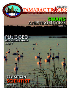 FALL[removed]TAMARAC TR CKS NEWSLETTER OF THE FRIENDS OF TAMARAC NWR  SWANS