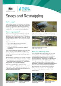 Snags and Resnagging What are snags? Snags are trees, branches and root masses that are found in our rivers. Also known as large woody debris, snags result from trees on the river bank either falling in or dropping their