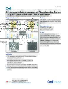 Article  Chromosomal Arrangement of Phosphorelay Genes Couples Sporulation and DNA Replication Graphical Abstract