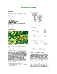 SALVIA LUTEA HERBA Definition Salvia Lutea Herba consists of the fresh or dried flowering tops of Salvia africana-lutea L. (Lamiaceae). Synonyms