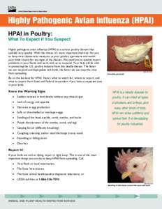 HPAI in Poultry: What To Expect If You Suspect Highly pathogenic avian influenza (HPAI) is a serious poultry disease that spreads very quickly. With this threat, it’s more important than ever for you to keep strict bio