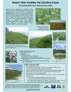 Beach Vitex Invades the Carolina Coast Threatening Native Dune Plants and Sea Turtles Beach vitex (Vitex rotundifolia) is a deciduous, woody vine from Japan and Korea that was introduced to the southeastern U.S. in the m