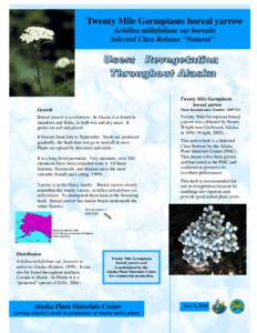 Twenty Mile Germplasm boreal yarrow Achillea millefolium var borealis Selected Class Release “Natural” Twenty Mile Germplasm boreal yarrow
