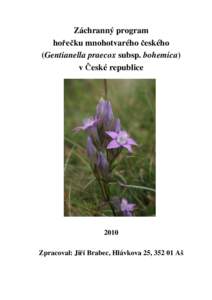 Záchranný program hořečku mnohotvarého českého (Gentianella praecox subsp. bohemica)