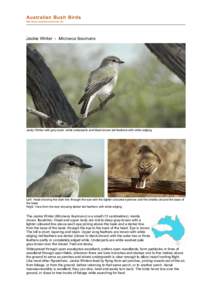 Empidonax / Muscicapa / Fauna of Asia / Malurus / American Gray Flycatcher / Dark-sided Flycatcher / Birds of Australia / Jacky Winter / Microeca