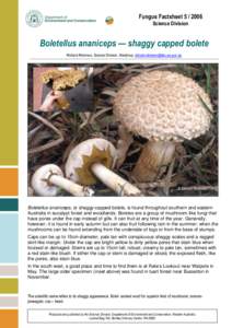 Edible fungi / Tree of life / Bolete / Mushroom / Boletellus obscurecoccineus / Boletus bicolor / Biology / Mycology / Boletaceae