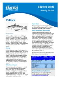 Species guide January 2014 v4 Pollack Aquaculture The species grows incidentally in marine