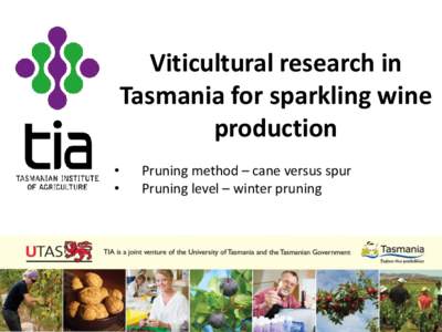 Vine training / Vines / Canopy / Chardonnay / Pruning / Sparkling wine / Vineyard / Tasmanian wine / Pinot noir / Wine / Agriculture / Viticulture