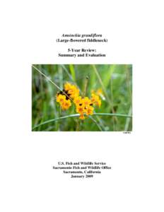Amsinckia grandiflora (Large-flowered fiddleneck) 5-Year Review: Summary and Evaluation  USFWS