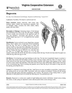 Lepidoptera / Wattle bagworm / Psychidae / Bagworm moth / Evergreen bagworm
