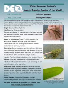 Water Resources Division’s Aquatic Invasive Species of the Week! FOR THE WEEK OF: Curly-leaf pondweed