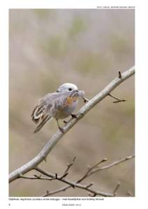 foto: mikael arinder/skånska bilder  Stjärtmes Aegithalos caudatus under bobygge – med fasanfjädrar som fodring till boet. 8