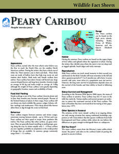 Wildlife Fact Sheets  Peary Caribou Rangifer tarandus pearyi  Appearance