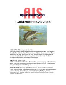 LARGEMOUTH BASS VIRUS  COMMON NAME: Largemouth Bass Virus Some other common names have been suggested for Largemouth Bass Virus (LMBV), like Lake Weir iridovirus, Lake Weir ranavirus, and Santee-Cooper ranavirus. These n