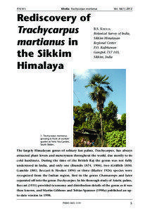 States and territories of India / Botany / Trachycarpus takil / Palms / Arecaceae / Fan palm / Chamaerops / Sikkim / Kalimpong / Trachycarpus / Coryphoideae / Commelinids