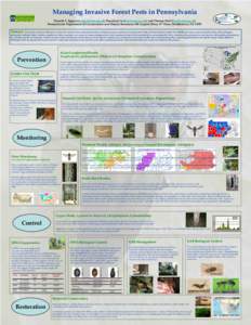 Eulophidae / Siricidae / Medicinal plants / Tetrastichus planipennisi / Emerald ash borer / Hemlock woolly adelgid / Spathius agrili / Sudden oak death / Oobius agrili / Hymenoptera / Biology / Biological pest control