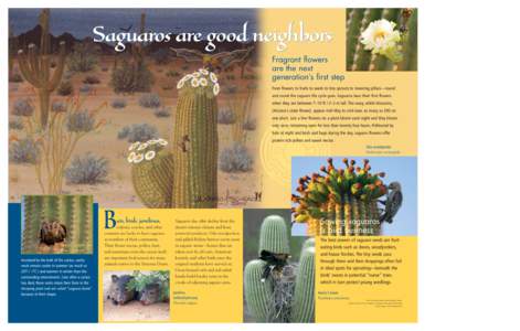 Botany / Saguaro / Gila Woodpecker / Gilded Flicker / Elf Owl / Screech owl / Western Screech Owl / Bird nest / Flower / Pachycereeae / Flora of the United States / Biology