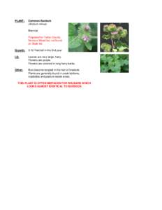 PLANT:  Common Burdock (Arctium minus) Biennial Proposed for Fallon County