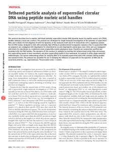 protocol  Tethered particle analysis of supercoiled circular DNA using peptide nucleic acid handles Kamilla Norregaard1, Magnus Andersson1,3, Peter Eigil Nielsen2, Stanley Brown1 & Lene B Oddershede1 1The Niels Bohr Inst