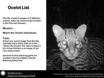 Ocelot List This file contains images of 6 different ocelots, taken by camera traps located in the Peruvian Amazon.  Mission: