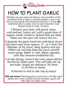 HOW TO PLANT GARLIC  Whether you just enjoy the flavour and versatility of this wonderful bulb or have a vampire problem, now is the time to plant garlic (The Autumnal Equinox is in fact the traditional day to plant), an